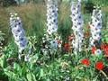 Delphinium Elatum-Grp Ariel Image 1