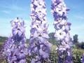 Delphinium Elatum-Grp Berghimmel Image 1