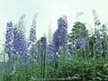 Delphinium Elatum-Grp Blauwal Image 1