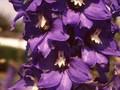 Delphinium Elatum-Grp Fernzunder Image 1