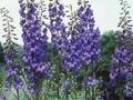 Delphinium Elatum-Grp Finsteraarhorn Image 1