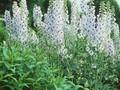 Delphinium Elatum-Grp Fruhschein Image 1