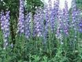 Delphinium Elatum-Grp Klingsor Image 1