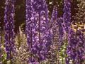 Delphinium Elatum-Grp Lanzentrager Image 1