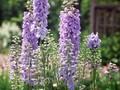 Delphinium Elatum-Grp Merlin Image 1