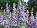Delphinium Elatum-Grp Minnelied Image 1