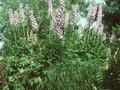 Delphinium Elatum-Grp Morgentau Image 1