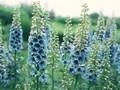 Delphinium Elatum-Grp Neptun Image 1