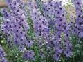 Delphinium Elatum-Grp Ouverture Image 1