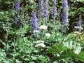 Delphinium Elatum-Grp Perlmutterbaum Image 1