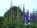 Delphinium Elatum-Grp Polarnacht Image 1