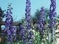 Delphinium Elatum-Grp Schildknappe Image 1