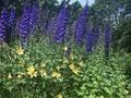 Delphinium Elatum-Grp Schloss Wilhelmshohe Image 1