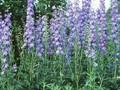 Delphinium Elatum-Grp Schonbuch Image 1