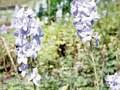 Delphinium Elatum-Grp Sommerwind Image 1