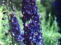 Delphinium Elatum-Grp Tempelgong Image 1