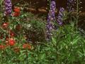 Delphinium Elatum-Grp Tropennacht Image 1