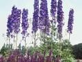 Delphinium Elatum-Grp Waldenburg Image 1