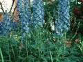 Delphinium Elatum-Grp Zauberflote Image 1