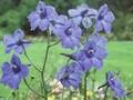 Delphinium grandiflorum Image 1