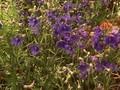 Delphinium grandiflorum Blauer Zwerg Image 1