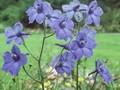 Delphinium grandiflorum var chinense Image 1