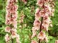 Delphinium Pacific-Grp Astolat Grp Image 1