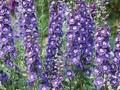 Delphinium Pacific-Grp Blauer Vogel Image 1