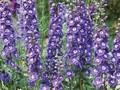 Delphinium Pacific-Grp Blue Bird Grp Image 1