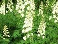 Delphinium Pacific-Grp Galahad Grp Image 1