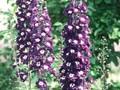 Delphinium Pacific-Grp King Arthur Grp Image 1