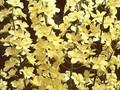 Delphinium sulphureum Image 1