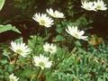 Dendranthema arcticum Image 1
