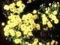Dendranthema grandiflorum Citrus Image 1