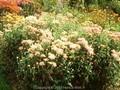 Dendranthema grandiflorum Edelgard Image 1