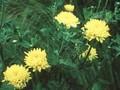 Dendranthema grandiflorum Golden Orfe Image 1