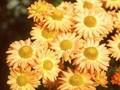 Dendranthema grandiflorum Goldmarianne Image 1