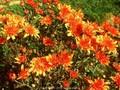 Dendranthema grandiflorum Mandarine Image 1