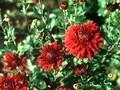 Dendranthema grandiflorum Red Velvet Image 1