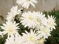 Dendranthema grandiflorum Schlossserenade Image 1