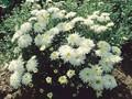 Dendranthema grandiflorum Schneewolke Image 1