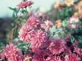 Dendranthema grandiflorum Schweizerland Image 1