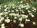 Dendranthema grandiflorum White Bouquet Image 1