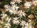 Dendranthema weyrichii Image 1