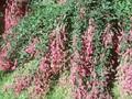 Desmodium penduliflorum Image 1