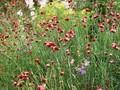 Dianthus cruentus Image 1