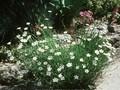 Dianthus deltoides Albus Image 1