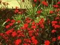 Dianthus deltoides Brilliant Image 1