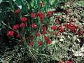 Dianthus deltoides Leuchtfunk Image 1