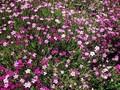 Dianthus deltoides Vampir Image 1